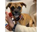 Adopt SNUGGY a Brown/Chocolate Pug / Terrier (Unknown Type