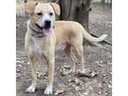 Adopt Duke fka Greg a Tan/Yellow/Fawn Mixed Breed (Medium) / Mixed dog in