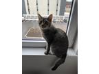 Adopt Alvie a Brown Tabby Domestic Longhair / Mixed (medium coat) cat in