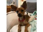 Adopt Kiki a Mixed Breed (Small) / Mixed dog in Mipiltas, CA (37182568)