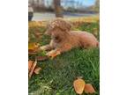 Adopt Tuffy a Red/Golden/Orange/Chestnut Poodle (Miniature) / Mixed dog in