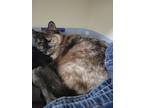 Adopt Mel a Tortoiseshell Siamese / Mixed (short coat) cat in Bainbridge Island