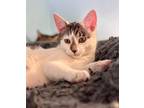 Adopt Payton a Gray, Blue or Silver Tabby Domestic Shorthair (short coat) cat in