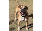 Adopt Outlaw a American Staffordshire Terrier / Pit Bull Terrier / Mixed dog in