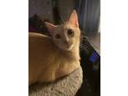 Adopt No name a Orange or Red Russian Blue / Mixed (short coat) cat in Allen