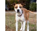 Adopt Athena 12504 a Brown/Chocolate Boxer / Mixed dog in Cumming, GA (37178376)