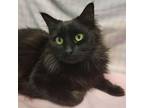 Adopt Anubis a All Black Domestic Mediumhair / Mixed cat in Ridgeland
