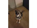 Adopt Daisy a Black - with Tan, Yellow or Fawn German Shepherd Dog / Mixed dog