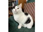 Adopt Polly a Black & White or Tuxedo Domestic Shorthair (short coat) cat in