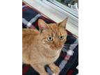 Adopt Camry a Orange or Red Tabby Domestic Shorthair / Mixed (short coat) cat in
