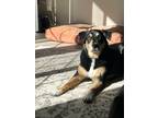 Adopt Koda a Black - with Tan, Yellow or Fawn Great Pyrenees / Rottweiler dog in
