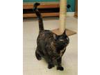 Adopt Reese a Domestic Shorthair / Mixed (short coat) cat in Perry