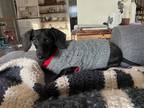 Adopt Gretchen3 a Black Dachshund / Mixed dog in Orangeburg, SC (37180800)
