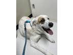Adopt Rocky a White - with Brown or Chocolate Great Pyrenees / Mixed dog in