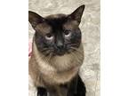 Adopt Casper a Tan or Fawn Siamese / Mixed (short coat) cat in Houma
