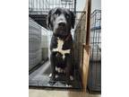 Adopt Loki a Black Akita / Labrador Retriever / Mixed dog in Tacoma