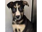 Adopt Sarah a Black Husky / Mixed dog in Aldie, VA (37181349)