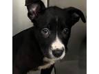Adopt Winifred a Black Husky / Mixed dog in Aldie, VA (37181347)