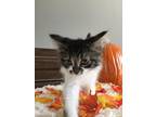 Adopt Willow a Brown Tabby Domestic Mediumhair / Mixed (medium coat) cat in