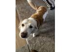 Adopt Kanna a White - with Brown or Chocolate Retriever (Unknown Type) dog in