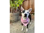 Adopt BeeBee a Black - with White American Staffordshire Terrier / Mixed dog in