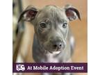 Adopt Doc a Gray/Blue/Silver/Salt & Pepper Pit Bull Terrier / Mixed dog in