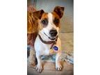 Adopt Steven a White - with Red, Golden, Orange or Chestnut Jack Russell Terrier