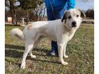 Adopt Magnum a White - with Tan, Yellow or Fawn Great Pyrenees / Anatolian