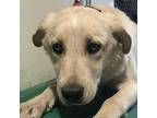 Adopt 53738 a Tan/Yellow/Fawn Mixed Breed (Medium) / Mixed dog in Las Cruces