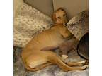 Adopt Carlie a Red/Golden/Orange/Chestnut Greyhound / Saluki / Mixed dog in