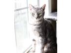 Adopt Tikari a Gray, Blue or Silver Tabby Domestic Shorthair / Mixed (short