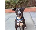 Adopt Emily a Black American Pit Bull Terrier / Mixed dog in San Francisco