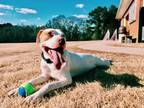 Adopt Sam a White - with Tan, Yellow or Fawn Pointer / American Pit Bull Terrier