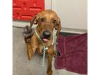 Adopt Roger a Hound (Unknown Type) / Mixed dog in Murray, UT (37180745)