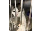 Adopt Cupcake A Gray Or Blue Domestic Shorthair Cat In Kingman, AZ (37180727)