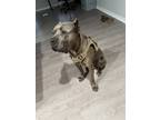 Adopt Cain a Brindle Cane Corso / Mixed dog in Corpus Christi, TX (37180644)