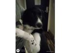 Adopt Roxy a Black - with White Border Collie / Mixed dog in Spring Valley
