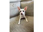 Adopt Lyoco a Mixed Breed (Medium) / Mixed dog in Thousand Oaks, CA (37180336)