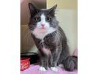 Adopt 23-01-0185 Emmett A Domestic Mediumhair / Mixed (medium Coat) Cat In
