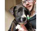 Adopt 23-01-0230b Zebulon a Labrador Retriever / Mixed dog in Dallas