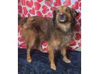Adopt KIRBY a Brown/Chocolate - with White Collie / German Shepherd Dog / Mixed