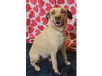Adopt CARMELLA a Tan/Yellow/Fawn - with White Labrador Retriever / Mixed dog in