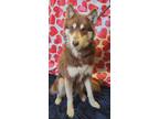 Adopt BALTO a Red/Golden/Orange/Chestnut - with White Husky / Mixed dog in