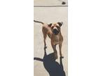 Adopt Joey a Tan/Yellow/Fawn Mixed Breed (Medium) / Mixed dog in Mooresville