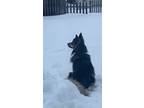 Adopt Kye a Black - with Tan, Yellow or Fawn German Shepherd Dog / Husky / Mixed