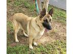 Adopt soraya a Tan/Yellow/Fawn German Shepherd Dog / Mixed dog in Loganville