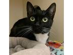 Adopt Macy a Domestic Shorthair / Mixed cat in Silverdale, WA (37178908)