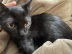 Adopt Darcy a All Black Bombay / Mixed cat in Brea, CA (37178904)