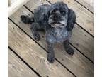 Adopt Z a Black Poodle (Miniature) / Terrier (Unknown Type