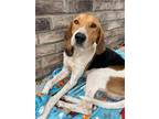 Adopt Bentley a Coonhound / Mixed dog in York, SC (37178592)